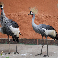 Photo de Rwanda - Lac Burera